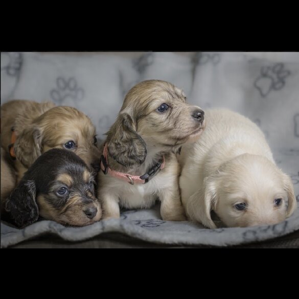 Dachshund (Standard &amp; Miniature) - Both