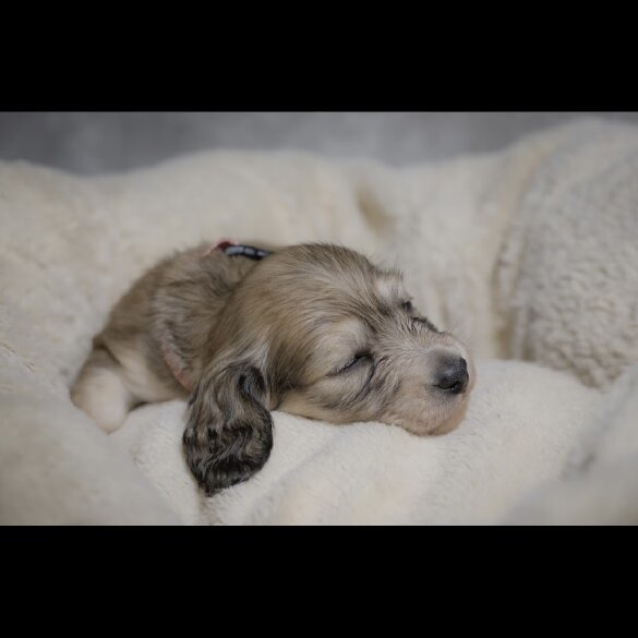 Dachshund (Standard &amp; Miniature) - Both