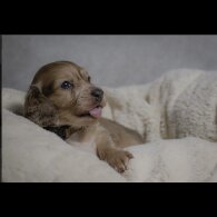 Dachshund (Standard &amp; Miniature) - Both