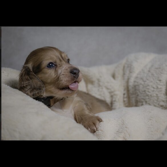 Dachshund (Standard &amp; Miniature) - Both