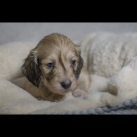 Dachshund (Standard &amp; Miniature) - Both