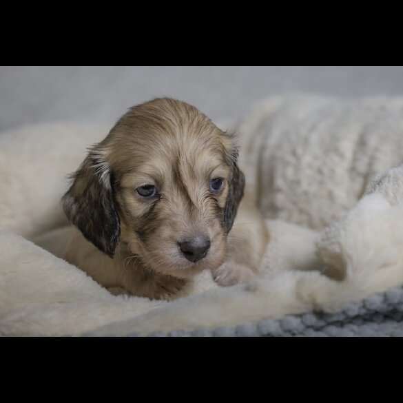 Dachshund (Standard &amp; Miniature) - Both