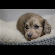 Dachshund (Standard &amp; Miniature) - Both