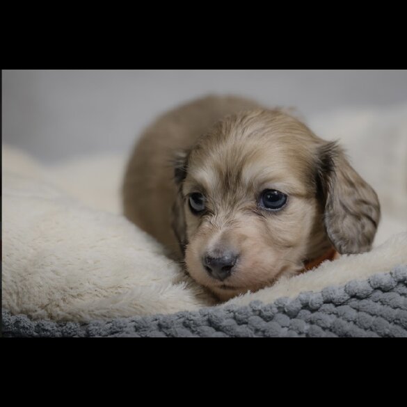 Dachshund (Standard &amp; Miniature) - Both
