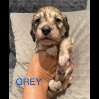 Dachshund (Standard &amp; Miniature) - Both