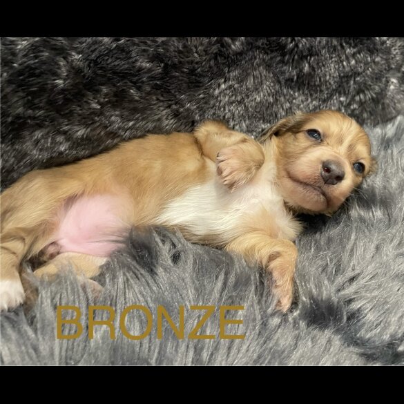 Dachshund (Standard &amp; Miniature) - Both