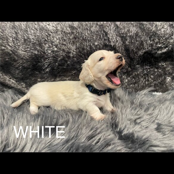 Dachshund (Standard &amp; Miniature) - Both