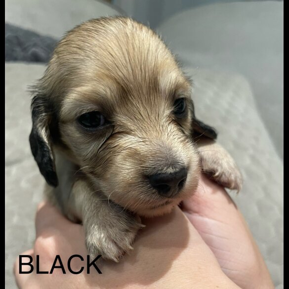 Dachshund (Standard &amp; Miniature) - Both