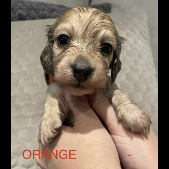 Dachshund (Standard &amp; Miniature) - Both