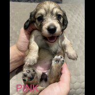 Dachshund (Standard &amp; Miniature) - Both