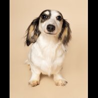 Dachshund (Standard &amp; Miniature) - Both