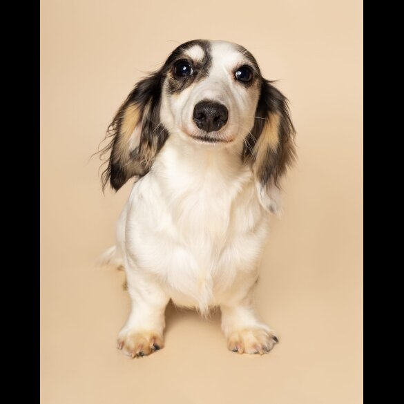 Dachshund (Standard &amp; Miniature) - Both