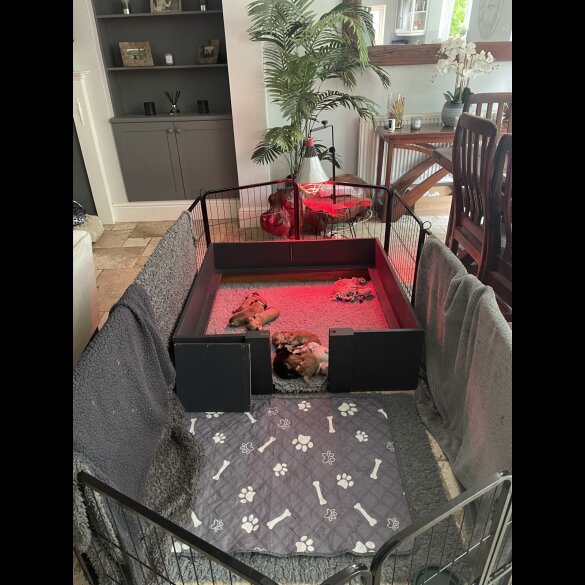 Dachshund (Standard &amp; Miniature) - Both