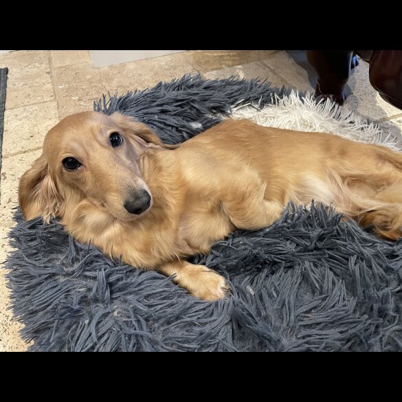 Dachshund (Standard &amp; Miniature) - Both