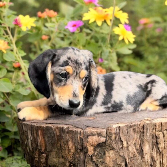 Dachshund (Standard &amp; Miniature) - Both