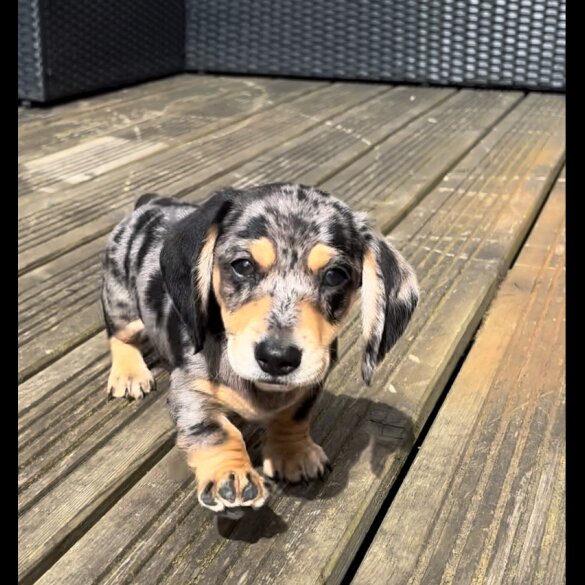 Dachshund (Standard &amp; Miniature) - Both