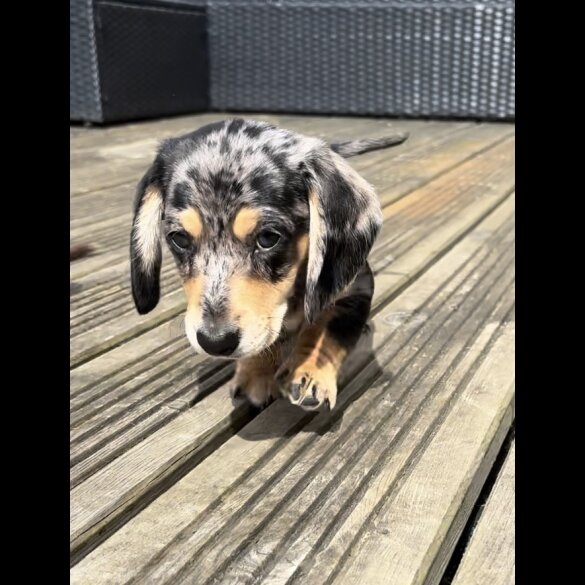 Dachshund (Standard &amp; Miniature) - Both