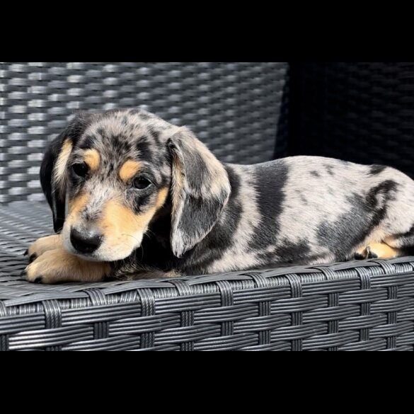 Dachshund (Standard &amp; Miniature) - Both