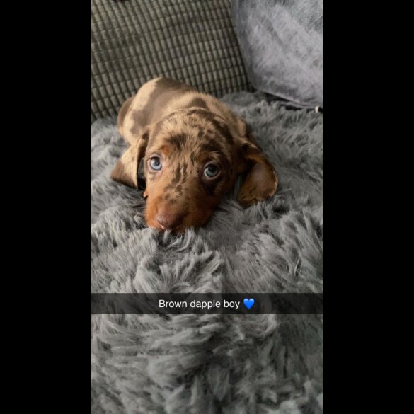 Dachshund (Standard &amp; Miniature) - Both
