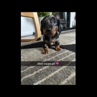 Dachshund (Standard &amp; Miniature) - Both