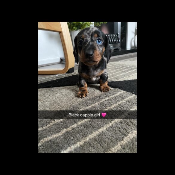 Dachshund (Standard &amp; Miniature) - Both