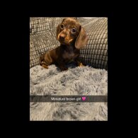 Dachshund (Standard &amp; Miniature) - Both