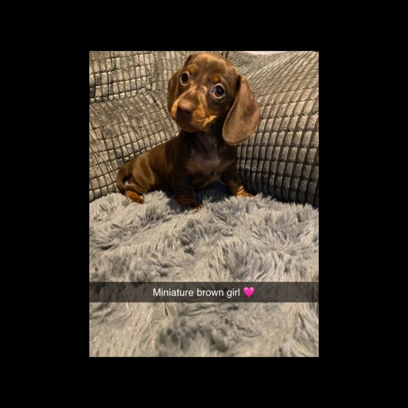 Dachshund (Standard &amp; Miniature) - Both