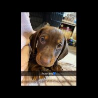 Dachshund (Standard &amp; Miniature) - Both