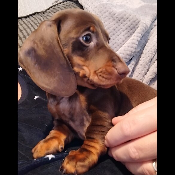 Dachshund (Standard &amp; Miniature) - Both