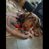 Dachshund (Standard &amp; Miniature) - Both