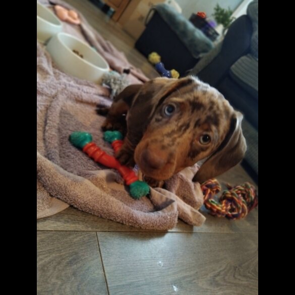 Dachshund (Standard &amp; Miniature) - Both