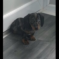 Dachshund (Standard &amp; Miniature) - Both