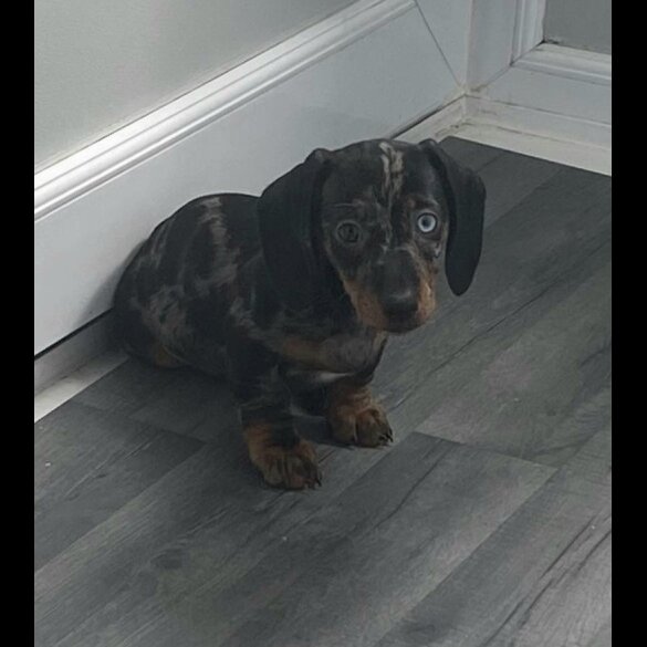 Dachshund (Standard &amp; Miniature) - Both