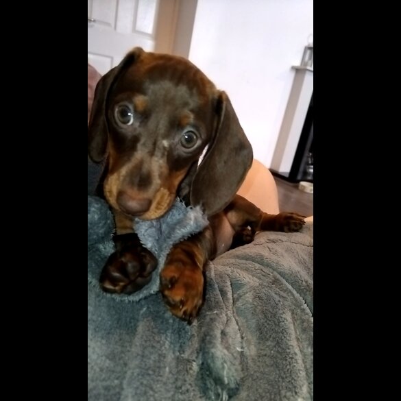 Dachshund (Standard &amp; Miniature) - Both