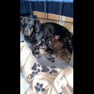 Dachshund (Standard &amp; Miniature) - Both
