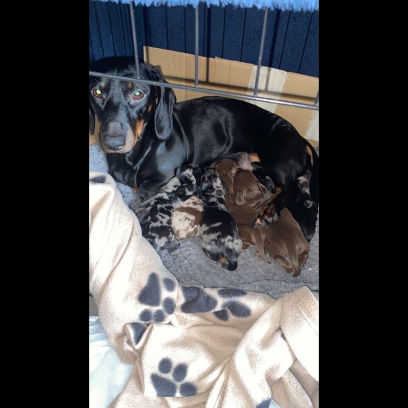 Dachshund (Standard &amp; Miniature) - Both