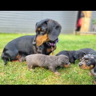Dachshund (Standard &amp; Miniature) - Both