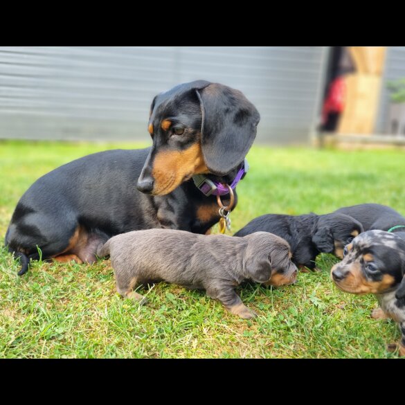 Dachshund (Standard &amp; Miniature) - Both