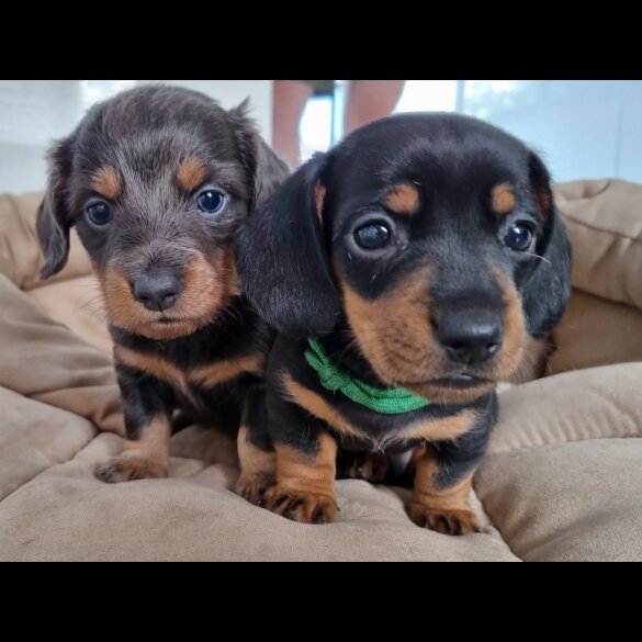 Dachshund (Standard &amp; Miniature) - Both