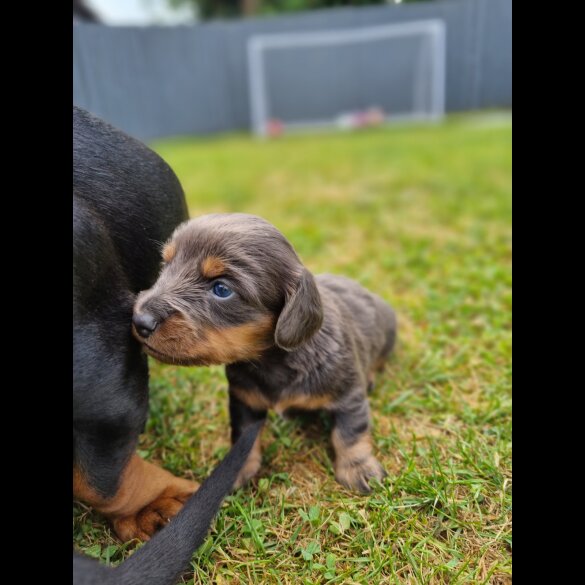 Dachshund (Standard &amp; Miniature) - Both