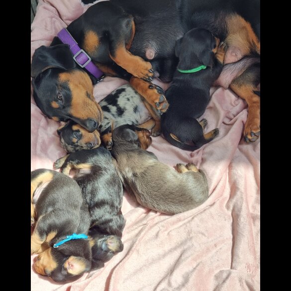 Dachshund (Standard &amp; Miniature) - Both