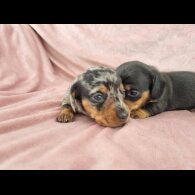 Dachshund (Standard &amp; Miniature) - Both