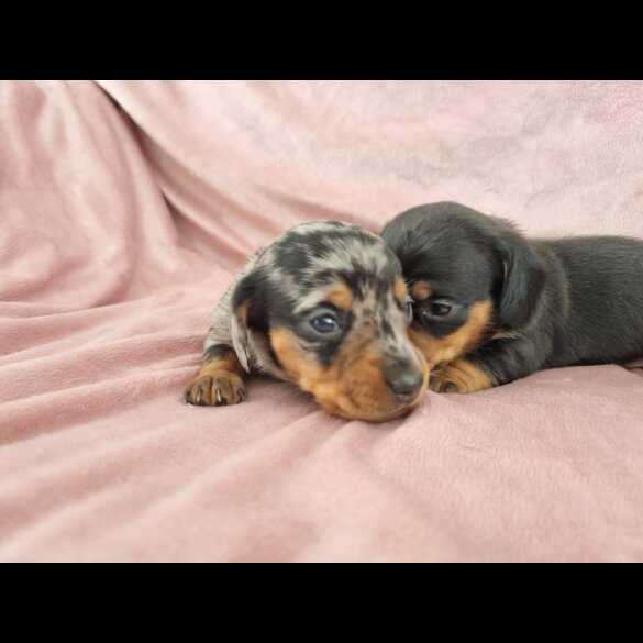 Dachshund (Standard &amp; Miniature) - Both