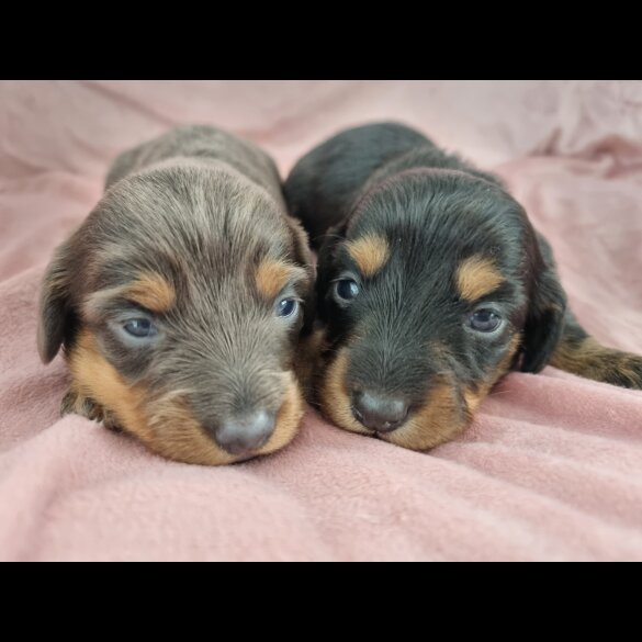 Dachshund (Standard &amp; Miniature) - Both