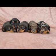 Dachshund (Standard &amp; Miniature) - Both