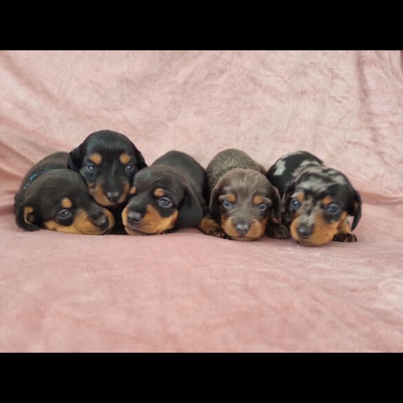 Dachshund (Standard &amp; Miniature) - Both