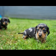 Dachshund (Standard &amp; Miniature) - Both