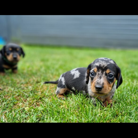 Dachshund (Standard &amp; Miniature) - Both