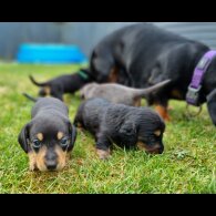 Dachshund (Standard &amp; Miniature) - Both