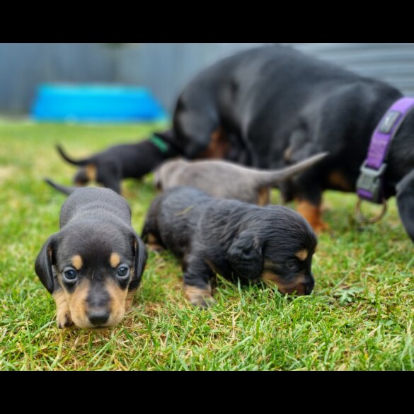 Dachshund (Standard &amp; Miniature) - Both